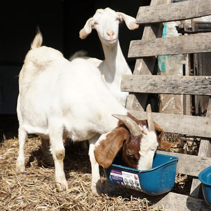 Goovilla Chicken Feeder Waterer, Hanging or Screw-in, 2 Pack 5 Quart, Blue | With Clips and Screws, Goat Feeding Supplies, Duck Piglet Sheeple Coop Dog Livestock Poultry Plastic Feeder Trough Bucket - color: Dark Blue, size: 5 Quart