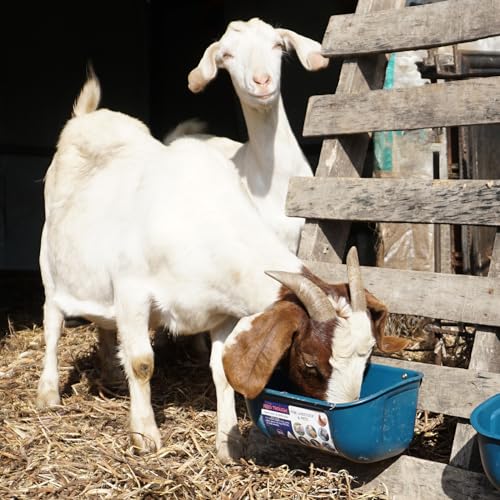 Goovilla Chicken Feeder Waterer, Hanging or Screw-in, 2 Pack 5 Quart, Blue - color: Dark Blue, size: 5 Quart