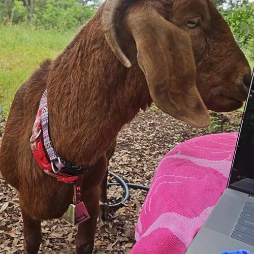 Dog Collar Cow Bell - color: Brass, size: 3) Medium (1 1/2" H x 1 3/4" W)