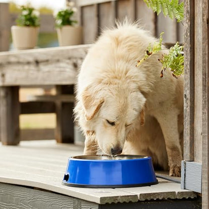 Farm Innovators SB-60 Signature Series 5.5 Quart Electric Heated Pet Water Bowl with Stainless Steel Insert, Thermostatic Control, 60 Watt | Durable Watering Station with Anti-Chew Cord Protector for Dogs and Cats, Supporting Reliable Winter Hydration
