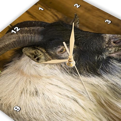 3dRose African Pygmy Goat Portrait. 10x10 Wall Clock