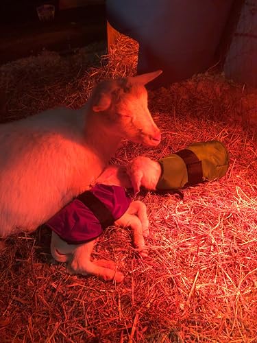 Insulated Kid Coats for Newborn Goats 14" - Black
