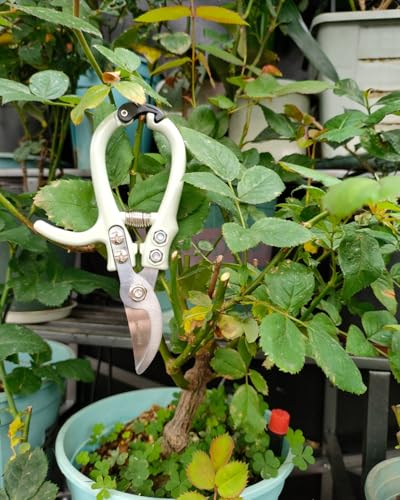 Fondwell 6" Small Bypass Pruners Garden Shears Plant Clippers for Gardening | 1-Pack Lightweight Pruning Shears, Rust Resistant, Comfortable Use - Best for Delicate Cutting Fresh Flower Stems Herbs Buds - color: Sage (Curved Blades)