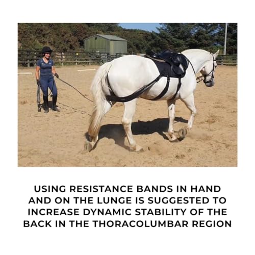 Core Conditioning Saddle Pad & Band System for Horses - style: Pony