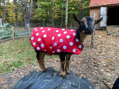Insulated Kid Coats for Newborn Goats 14" - Dark Green