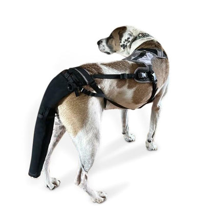 Tail Guard & Harness Set - Veterinary Dog Tail Protector & Injury Wrap, Size XXL - size: 2XL