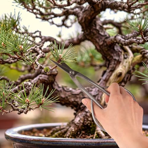 BambooMN 8" Silver Bonsai Trimming Shear - 1 Unit - color: 8" Silver Trimming Shear, size: 1