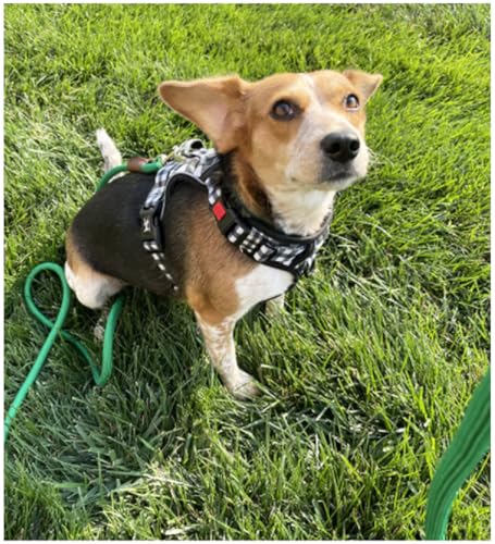 Small Dog Leash 1/4" by 6/8/10FT Lightweight Strong Rope Leash - color: dark green, size: 1/4" x 8'
