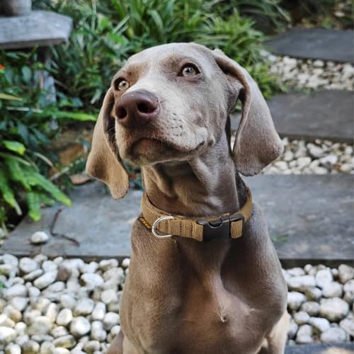 EXCELLENT ELITE SPANKER Military Nylon Small Puppy Dog Collar with Padded - color: Grey, size: XS-(10.6"-15")