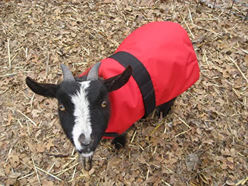 Insulated Coats for Newborn Goats 14"- Turquoise