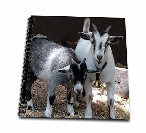 3dRose Farm Animals - Pygmy Goat - Drawing Book 8 x 8 inch (db_1068_1)