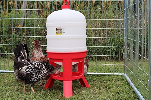 Little Giant® Plastic Dome Waterer | Heavy Duty Plastic Gravity Fed Poultry Waterer Container Tank | Chickens, Ducks & Other Birds for Hobbyists, Farmers and Ranchers | 10 Gallon - size: 10 Gallon