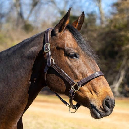Jeffers Versailles Triple Stitched Leather Horse Halter with Double Buckle Crown & Throat Snap, Adjustable Premium Leather - size: Oversize