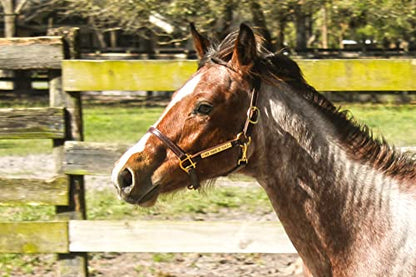 Turnout Leather Halter for Horses with Customized Engraved Name Plate | Brown Leather with Solid Brass Hardware | Fixed Chin, Double Buckle Crown - size: Warmblood