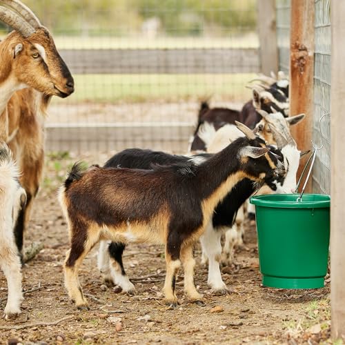 Farm Innovators 3 Gallon Flat Back Plastic Heated Bucket with Metal Handle, Built in Thermostat, and Hidden Cord Compartment, Green, 70 Watt (4 Pack) - size: 4 Pack