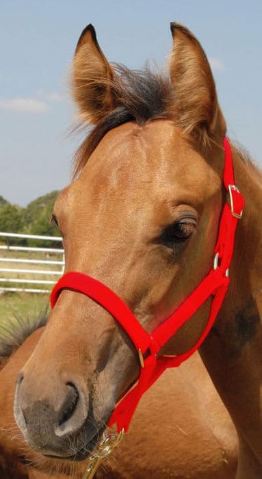 Jeffers Equine Nylon Pony Halter – Heavy Duty 2 Ply Adjustable Design with 3/4" Webbing & Cast Hardware, Secure Fit for Stable Tack, Training, & Barn Use, Pairs with Blanket - color: Red, size: Foal - Up to 200 lbs