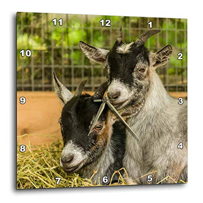 3dRose Two Young African Pygmy Goat Kids snuggled Together. 10x10 Wall Clock
