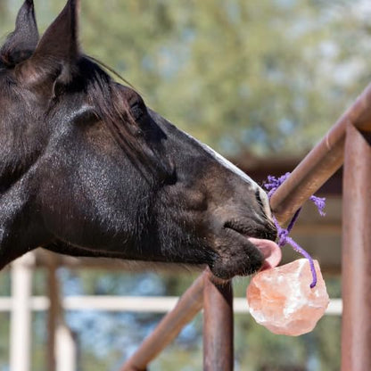 Horsemen's Pride Himalayan Salt Block on Rope for Horses, 4.4 Pounds, SS44