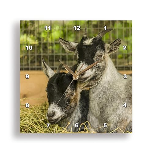 3dRose Two Young African Pygmy Goat Kids snuggled Together. 10x10 Wall Clock