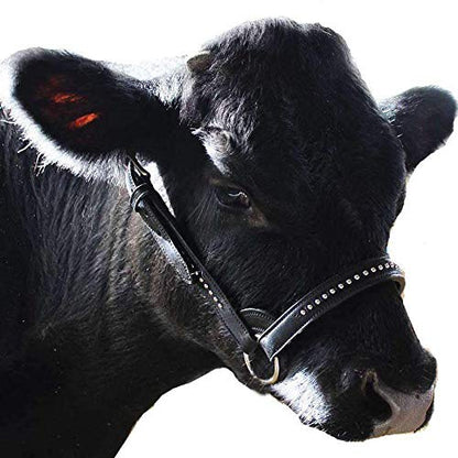 Derby Originals New and Improved Premium Show Spotted Flat Leather Cattle Show Halter with Matching Chain Lead - color: Havana, size: Large (950lbs-1500lbs)
