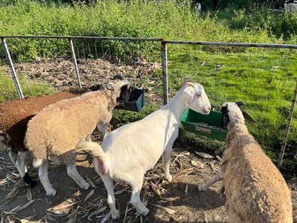 Large Feed Trough and Goat Feeder - 2 Pack Hanging Feeder with Clips, Waterer Bucket, Fence Feed Trough, Goat Supplies, 10 Quart - color: Cyan