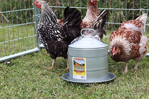Little Giant® Double Wall Metal Poultry Fount | Poultry Waterer | Heavy Duty Galvanized Steel Waterer | Made in USA (Silver, 2 Gallon) - size: 2 Gallon