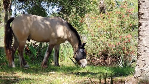 EquiVizor 95% UV Eye Protection (COB) Standard Horse Fly Mask - Help with Uveitis, Corneal Ulcer, Light Sensitivity. Designed to Stay On Your Horse, Off The Ground. - size: COB