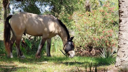 EquiVizor 95% UV Eye Protection (COB) Standard Horse Fly Mask - Help with Uveitis, Corneal Ulcer, Light Sensitivity. Designed to Stay On Your Horse, Off The Ground. - size: COB