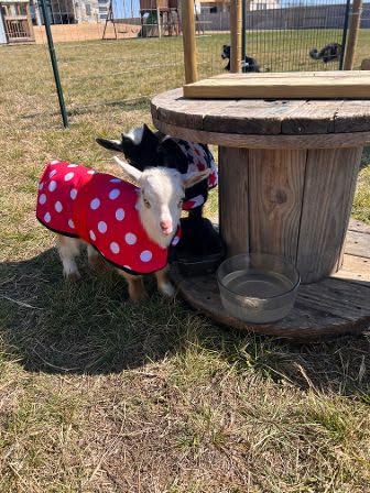 Insulated Kid Coats for Newborn Goats 14" - Black