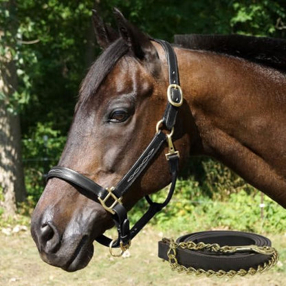 Country Pride Aurora Fancy Stitched Padded Leather Halter with Matching Lead - color: Brown, size: Cob