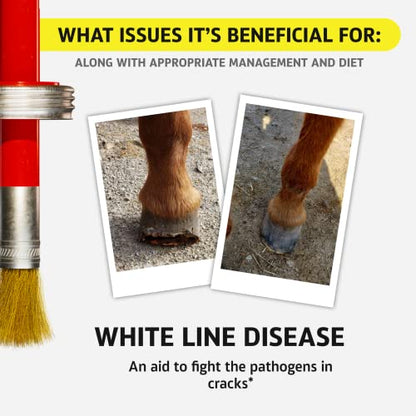 Equine One Natural Hoof Mender - 100% All-Natural Hoof Care Product - Abscesses || Thrush || White Line || Quarter Crack (Gallon) - size: Gallon