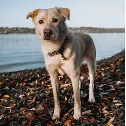 Beau's Bells V2 | Cat & Dog Collar Bells with New Quick Loop Easy Release Clip | Handmade Copper | Track Your Pet | Protect Wildlife - size: Medium