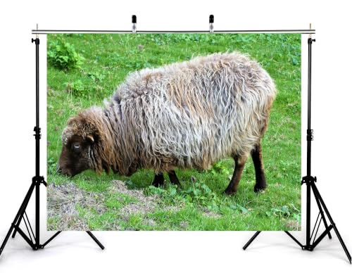 16x10ft Fluffy Wool Sheep Backdrop Curly Grey Brown Fur Fresh Green Meadow Grass Photography Background Tapestry Party Farm Animal Decorations Banner Photo Booth Props - size: 16x10ft