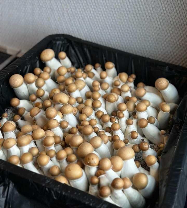 Myco Labs Grower's Select 28Q Cube Mushroom Monotub Fruiting Chamber with Filter Disks and Liner - size: 28 Quart