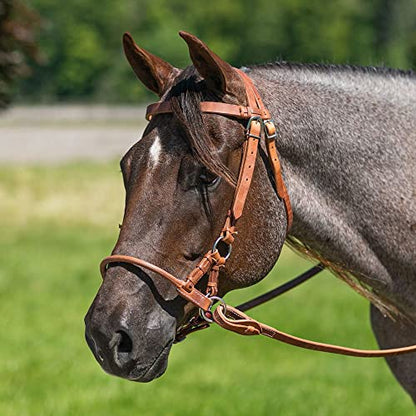 Schneiders Rolled Leather Nose Side Pull | Bitless Training Aid | Ideal for Non-Bit Ready Horses | Hand-Rubbed Heavyweight Harness Leather | Adjustable for Comfort | Equestrian Essential
