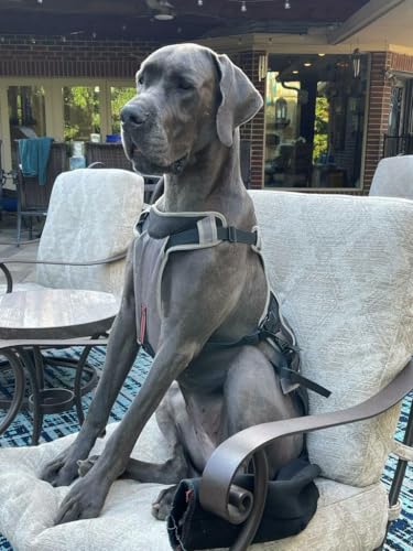 Tail Guard & Harness Set - Veterinary Dog Tail Protector & Injury Wrap, Size XXL - size: 2XL