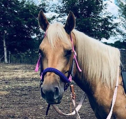 Side Pull Hackamore bitless Bridle Attachment Purple with Your Choice of Black or Brown Chinstrap