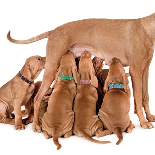 Puppy Collar for Litter Adjustable Leather ID Collars for Puppy Small Dog - size: L(Neck:14''~18'')