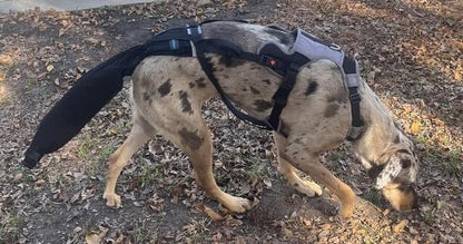 Tail Guard & Harness Set - Veterinary Dog Tail Protector & Injury Wrap, Size Standard-XL - size: XL