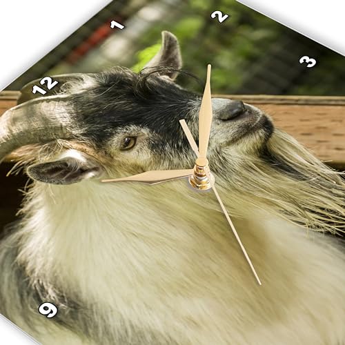 3dRose Adult African Pygmy Goat. 10x10 Wall Clock