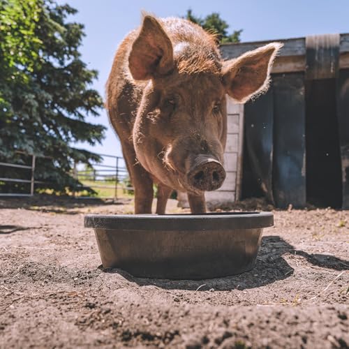 Red Barn 2 Gallon Rubber Feed Pan – Heavy Duty Flexible Livestock Feed Bowl for Goats, Chickens & Dogs – Durable Crack & Freeze Resistant Rubber Tub - size: 2 Gallon