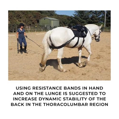 Core Conditioning Saddle Pad & Band System for Horses - style: All Purpose