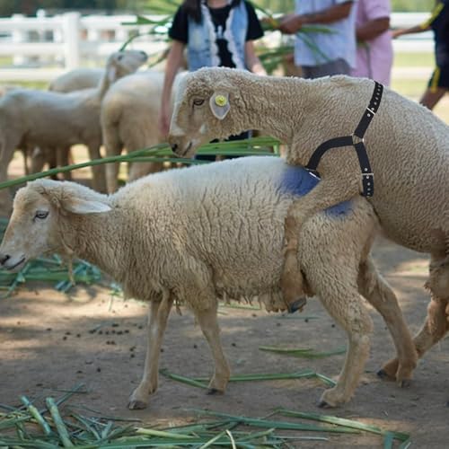 Ram Breeding Marking Harness &1 Marking Crayon for Goat Sheep,Blue | 1 Mating Crayon,Adjustable Nylon Strap,Quick-Release Buckle,Universal Fit | Rain-Resistant Marks,Livestock Management