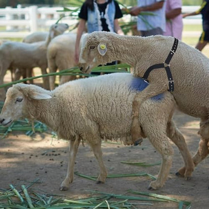 Ram Breeding Marking Harness &1 Marking Crayon for Goat Sheep,Blue | 1 Mating Crayon,Adjustable Nylon Strap,Quick-Release Buckle,Universal Fit | Rain-Resistant Marks,Livestock Management