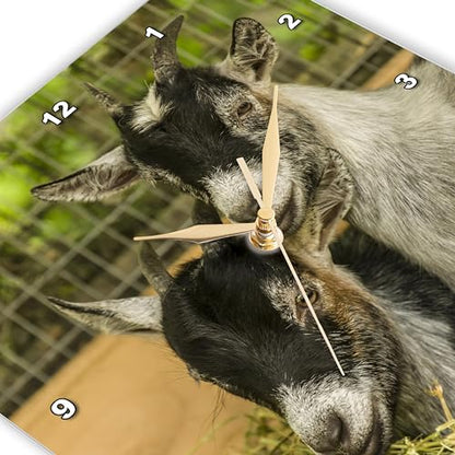 3dRose Two Young African Pygmy Goat Kids snuggled Together. 10x10 Wall Clock