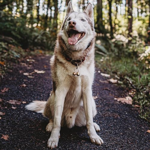 Beau's Bells 2 Extra Loud Cat & Dog Bells | Pet Tracker | Save Birds & Wildlife | Luxury Handmade Copper (Large) - size: Large