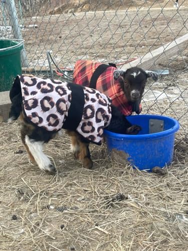 Insulated Kid Coats for Newborn Goats 14" - Leopard