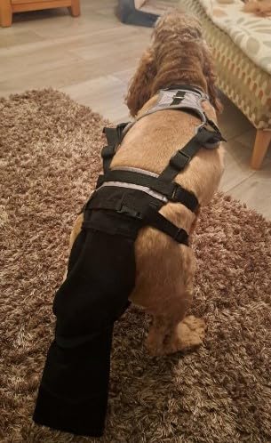 Tail Guard & Harness Set - Veterinary Dog Tail Protector & Injury Wrap, Size Medium - size: M