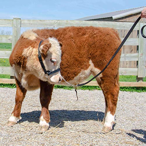 Derby Originals Premium Fancy Stitch Flat Leather Cattle Show Halter – Adjustable Fit with 48" Lead and 14" Chain, Small/Medium/Large – 1-Year Warranty - color: Black, size: Small (350-700lbs)