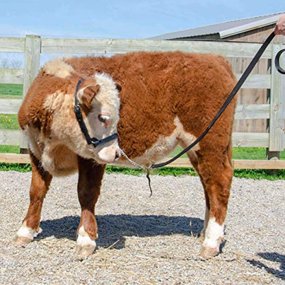 Derby Originals Premium Fancy Stitch Flat Leather Cattle Show Halter – Adjustable Fit with 48" Lead and 14" Chain, Small/Medium/Large – 1-Year Warranty - color: Black, size: Small (350-700lbs)